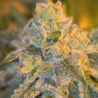 Spliff Seeds - Sweet ‘n Sour Outdoor (Feminized) Spliff Seeds - Sweet ‘n Sour Outdoor (Feminized)