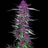 Spliff Seeds - Purple Berry Kush (Feminized) Spliff Seeds - Purple Berry Kush (Feminized)