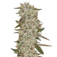 Hypno Seeds - Zkittlez (Feminized) Hypno Seeds - Zkittlez (Feminized)