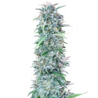 Hypno Seeds - Cali Deli (Feminized) Hypno Seeds - Cali Deli (Feminized)