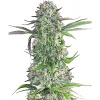Hypno Seeds - Cream Brulee (Feminized) Hypno Seeds - Cream Brulee (Feminized)
