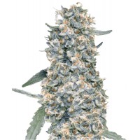 Hypno Seeds - Cream Brulee (Autoflowering) Hypno Seeds - Cream Brulee (Autoflowering)