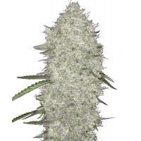Hypno Seeds - Crystal Ball (Autoflowering) Hypno Seeds - Crystal Ball (Autoflowering)