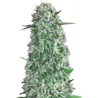 Hypno Seeds - Rainbow Runtz (Autoflowering) Hypno Seeds - Rainbow Runtz (Autoflowering)