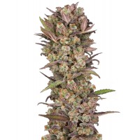Hypno Seeds - Ice Eyes (Autoflowering) Hypno Seeds - Ice Eyes (Autoflowering)