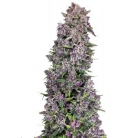 Hypno Seeds - Papaya Pie (Autoflowering) Hypno Seeds - Papaya Pie (Autoflowering)