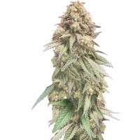Hypno Seeds - Zkittlez (Autoflowering) Hypno Seeds - Zkittlez (Autoflowering)