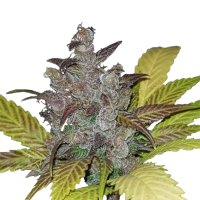 Huba Seeds - Purple OG (Feminized) Huba Seeds - Purple OG (Feminized)