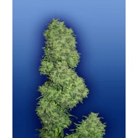 Flying Dutchmen - DAME BLANCHE (Feminized) Flying Dutchmen - DAME BLANCHE (Feminized)