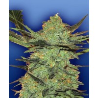 Flying Dutchmen - G FORCE (Feminized) Flying Dutchmen - G FORCE (Feminized)