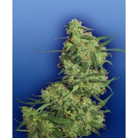 Flying Dutchmen - NEPAL KUSH (Feminized) Flying Dutchmen - NEPAL KUSH (Feminized)