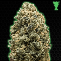 Monster Genetics - MONSTER BRUCE BANNER (Feminized) Monster Genetics - MONSTER BRUCE BANNER (Feminized)