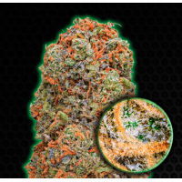 Monster Genetics - MONSTER GELATO (Feminized) Monster Genetics - MONSTER GELATO (Feminized)