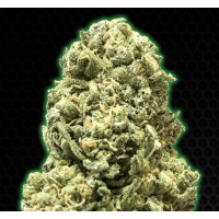 Monster Genetics - MONSTER GIRL SCOUT COOKIES (Feminized) Monster Genetics - MONSTER GIRL SCOUT COOKIES (Feminized)