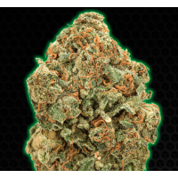 Monster Genetics - MONSTER MOBY (Feminized) Monster Genetics - MONSTER MOBY (Feminized)
