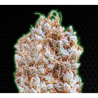Monster Genetics - MONSTER ZKITTLES (Feminized) Monster Genetics - MONSTER ZKITTLES (Feminized)