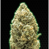 Monster Genetics - MONSTER BRUCE BANNER (Autoflowering) Monster Genetics - MONSTER BRUCE BANNER (Autoflowering)