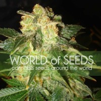 World of Seeds - PAKISTAN RYDER (Autoflowering) World of Seeds - PAKISTAN RYDER (Autoflowering)