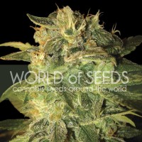 World of Seeds - SUGAR MANGO RYDER (Autoflowering) World of Seeds - SUGAR MANGO RYDER (Autoflowering)