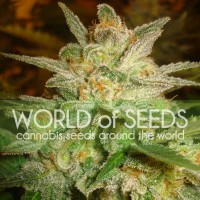World of Seeds - Star 47 (Feminizált)