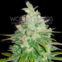 World of Seeds - Afghan Kush x Black Domina (Feminizált)