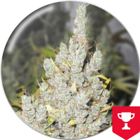 Medical Seeds Co. - 2046 (Feminisiert) Medical Seeds Co. - 2046 (Feminisiert)