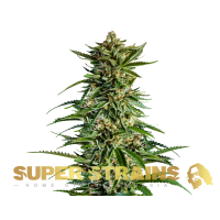 Super Strain Seeds - 7th Wave (Feminized) Super Strain Seeds - 7th Wave (Feminized)