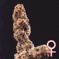 K.C. Brains - Afgani Special (Feminized) K.C. Brains - Afgani Special (Feminized)
