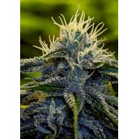 Positronics - Afghan (Autoflowering) Positronics - Afghan (Autoflowering)