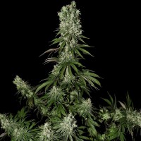 Strain Hunters - Afgooey (Feminized) Strain Hunters - Afgooey (Feminized)