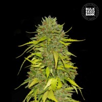 Bulk Seed Bank - AK (Feminized) Bulk Seed Bank - AK (Feminized)