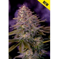 Positronics - American Purple (Feminized) Positronics - American Purple (Feminized)