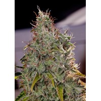 Positronics - Amnesia Mistery (Feminized) Positronics - Amnesia Mistery (Feminized)