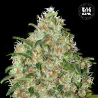 Bulk Seed Bank - Amnesia Platinum (Feminized) Bulk Seed Bank - Amnesia Platinum (Feminized)