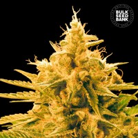 Bulk Seed Bank - AnanasFunk (Feminized) Bulk Seed Bank - AnanasFunk (Feminized)