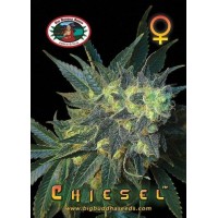 Big Buddha Seeds - CHIESEL 10 Pack ™ (Feminized) Big Buddha Seeds - CHIESEL 10 Pack ™ (Feminized)