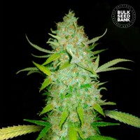 Bulk Seed Bank - AK (Autoflowering) Bulk Seed Bank - AK (Autoflowering)