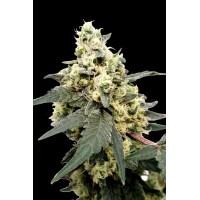 Paradise Seeds - Lemonad (Autoflowering) Paradise Seeds - Lemonad (Autoflowering)