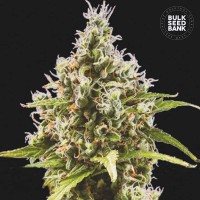 Bulk Seed Bank - Amnesia Haze (Autoflowering) Bulk Seed Bank - Amnesia Haze (Autoflowering)