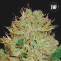 Bulk Seed Bank - Bigger Bud (Autoflowering) Bulk Seed Bank - Bigger Bud (Autoflowering)