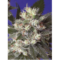 Mandala Seeds - Kalichakra (Regular) Mandala Seeds - Kalichakra (Regular)