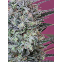 Mandala Seeds - Krystalica (Regular) Mandala Seeds - Krystalica (Regular)