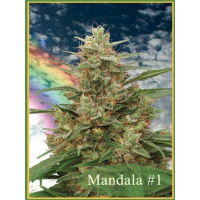 Mandala Seeds - Mandala #1 (Regular) Mandala Seeds - Mandala #1 (Regular)