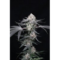 Paradise Seeds - High Society (Feminized) Paradise Seeds - High Society (Feminized)