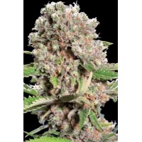 Paradise Seeds - Mendocino Skunk (Feminized) Paradise Seeds - Mendocino Skunk (Feminized)