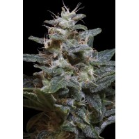 Paradise Seeds - Sweet Purple (Feminizált) Paradise Seeds - Sweet Purple (Feminizált)