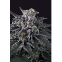 Paradise Seeds - Gulupa (Feminized) Paradise Seeds - Gulupa (Feminized)