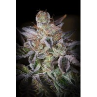 Paradise Seeds - Sweetopia (Feminizált) Paradise Seeds - Sweetopia (Feminizált)