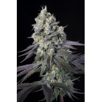 Paradise Seeds - Purple Mints (Feminized) Paradise Seeds - Purple Mints (Feminized)