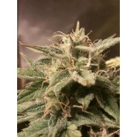 Female Seeds - Bubble (Autoflowering) Female Seeds - Bubble (Autoflowering)